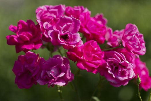 bunch of pink garden roses