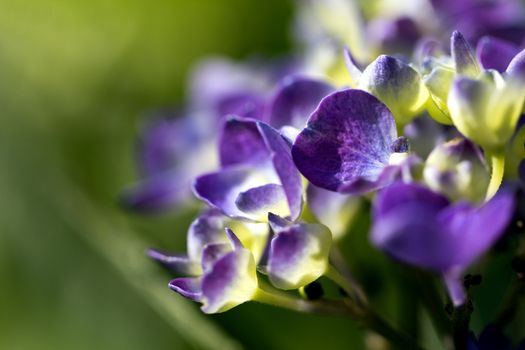 violet flowers of hortensia in the garden on green background - macro