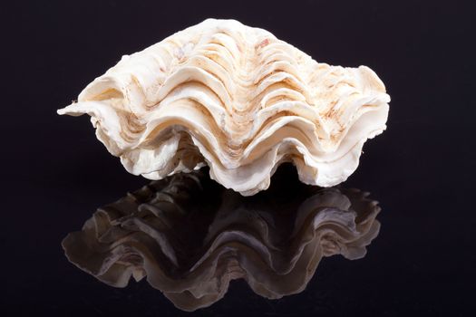 seshell of tridacna isolated on black background with reflection