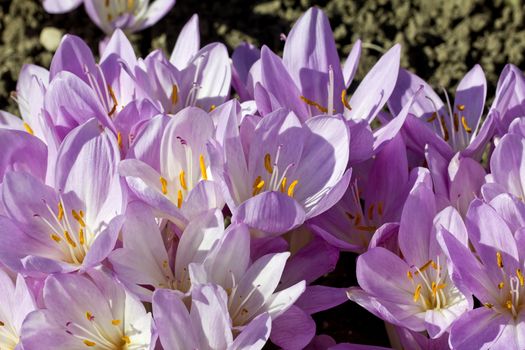 lilac group of flowers of colchicum autumnale in the garden