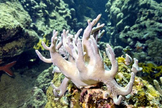 coral reef with great soft coral sinularia on the bottom of  tropical sea