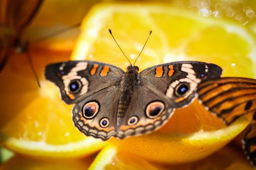 A colorful Common Buckeye Junonia Coenia butterfly sitting on orange slices.