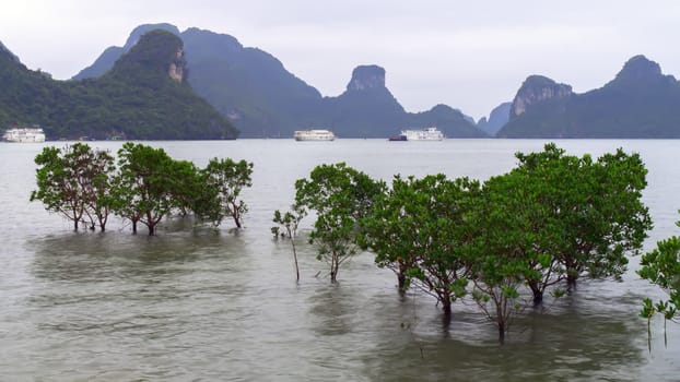 Trees and Rocks.  Ha Long Bay, Vietnam.