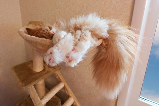 The red cat sleeps in a hammock with the put-out paws