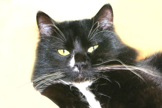 image of black cat isolated on the white background