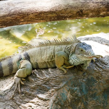 green iguana resting on rock, side profile