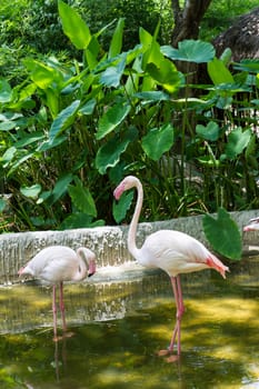 group of white flamingo bird in pond