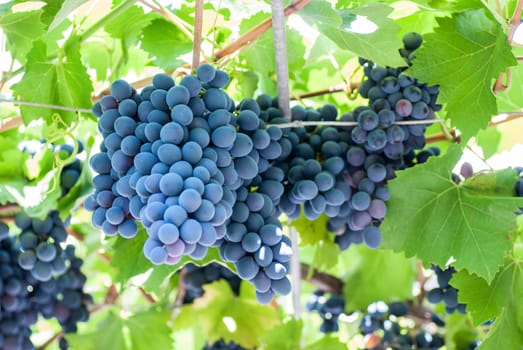 Ripening grape clusters on the vine