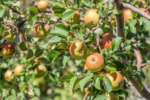 Red apples on apple tree branch