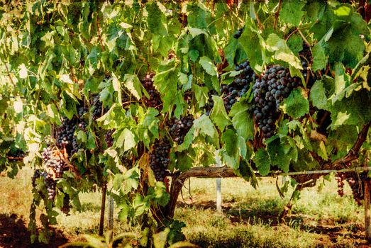 Ripening grape clusters on the vine, paper texture