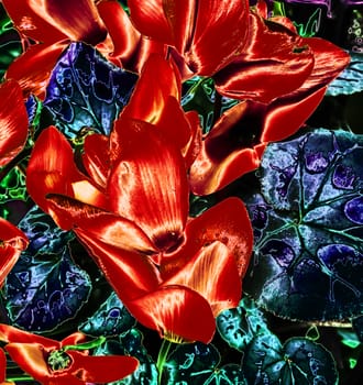 Electric and metallic Red flowers with blue leaves. 