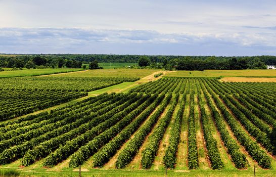 Neat and symmetrical rows of grape vines expand over the country side. 