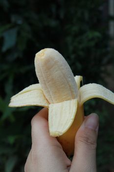 kind of banana is the name banana varieties, one of which became from Musa acuminata (Musa acuminata Colla) the small, thin crust, no seeds.
