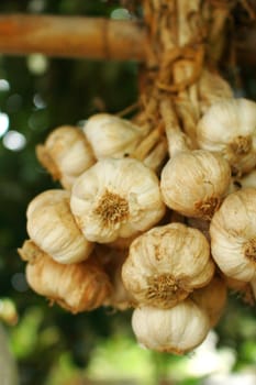 A bunch of garlic hanging in the rafters of bamboo to prevent fungi and humidity.