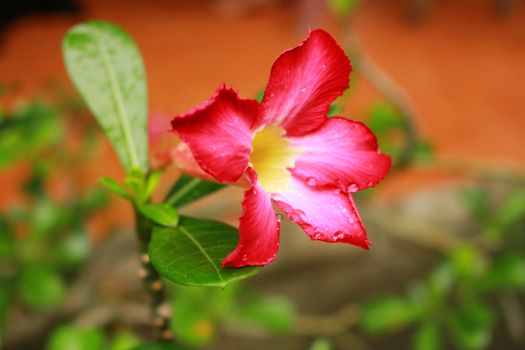 Desert Rose is the plant with colorful flowers. Wood is easy to grow More resistant to drought It has been referred to as Desert Rose.