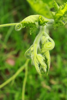 The top of pumpkin leaf.A plant climbing along the ground, stem and leaves hair, moustache for adhesion. The flowers are bright yellow, the cooking, classified as a vegetable garden.