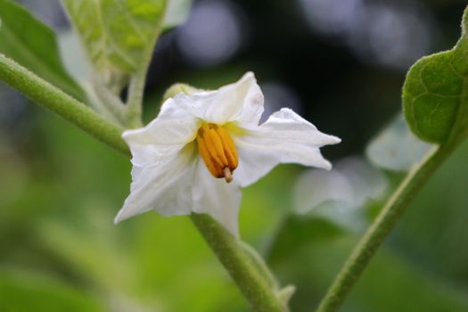 Violet Brazilian Potato Tree or Potato Tree have the Scientific Name is Solanum Wrightii.In Thailand Eggplant flower is the flower trends lower. Not a flower that Shu. Ancient people thus designated as flowers for teachers ' tour. Whether it's music teacher. The teacher taught boxing books, use of Eggplant. In addition, there are also many beans tomatoes. To flourish in everywhere.