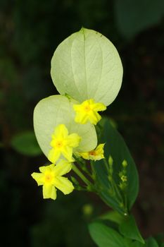 Yellow mussaenda or  Dwarf yellow mussaenda have sciantific name is Mussaenda flava.Shrub height 1-2 meters leaves a single leaf leaves opposite, oval or elliptical you spear blade tip line or rounded. Petals yellow gold spoon base of the battlements The bouquet is a bouquet of clusters at the ends of branches of the petals together is a tube split ends 5 petals.5, trapped in the tube. Calyx base green petals into a tube short, lobes split ends 5. Some flowers with sepals, petals, quite large 1 round yellowish white pointed lobes short.