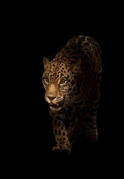 jaguar ( panthera onca ) in the dark night