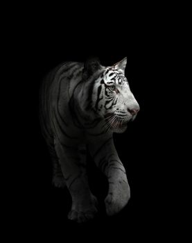 white bengal tiger in the dark night