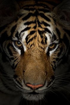 close up of bengal tiger face