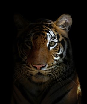 bengal tiger head in the dark night