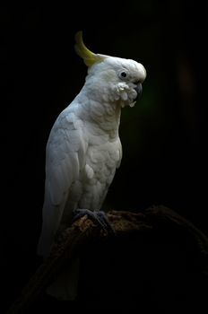 Yellow lesser sulphur-crested cockatoo in the dark