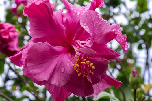 Hibiscus Flower in Cat Ba National Park. Ha Long Bay, Vietnam