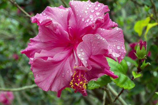 Flower of Pink Hibiscus in Cat Ba National Park. Ha Long Bay, Vietnam