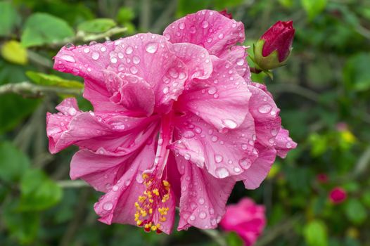 Pink Hibiscus Flower and Bud in Cat Ba National Park. Ha Long Bay, Vietnam