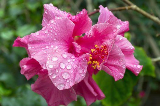 Pink Hibiscus Flower in Cat Ba National Park. Ha Long Bay, Vietnam