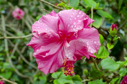 Flower of Hibiscus in Cat Ba National Park. Ha Long Bay, Vietnam