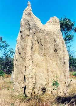 close view of australian termit mound