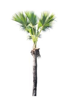 Palm tree on a white background