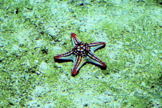 starfish in a quiet deep