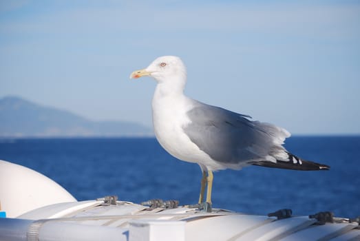 seagull on the boat
