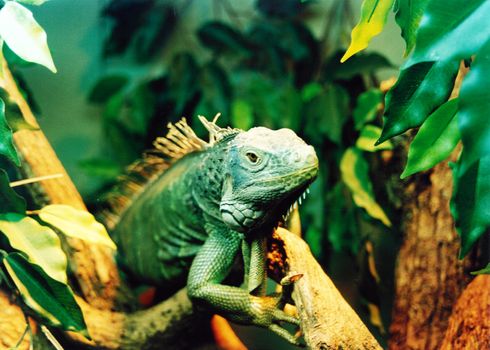 iguana on hunting