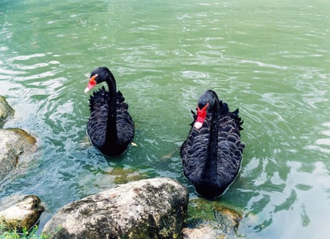 australian black swans couple