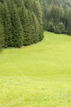 Hill, meadow and forest in summer day, Trentino - Italy