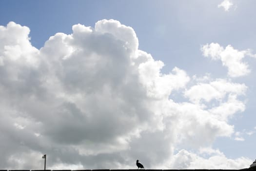 single blackbird on a wall with stormy clouds in the background