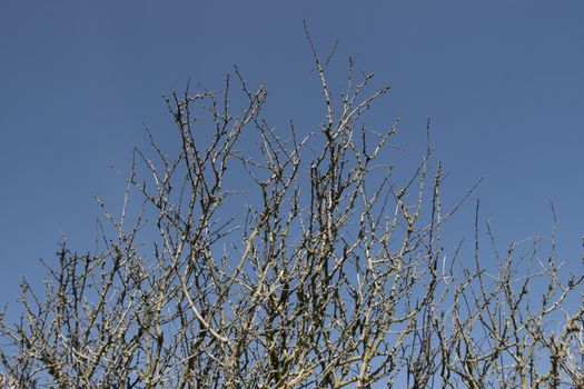 bare blackthorn tree branches against a clear blue sky