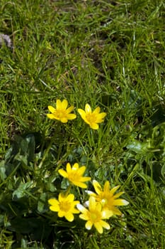 buttercups in a lush green garden lawn in county Kerry Ireland