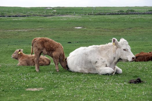 cattle feeding on the green grass of county Kerry Ireland on the wild atlantic way