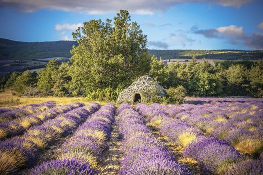 Lavender field and tree in Provence, France, Europe.