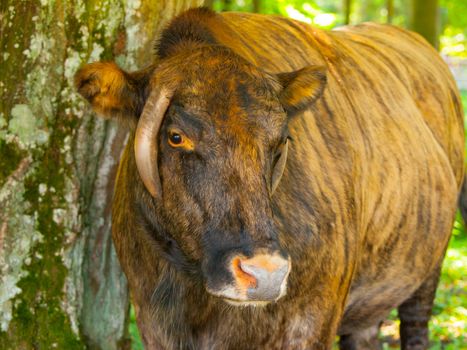 Zubron - hybrid of domestic cattle and european bison (wisent)