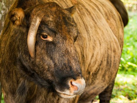 Zubron - hybrid of domestic cattle and european bison (wisent)