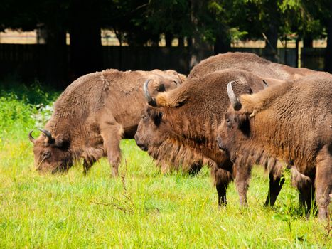 Endangered european wood bison herd (wisent or Bison bonasus) in Bialowieza primeval forest