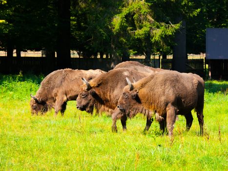 Endangered european wood bison herd (wisent or Bison bonasus) in Bialowieza primeval forest