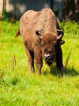 Endangered european wood bison (wisent or Bison bonasus) in Bialowieza primeval forest