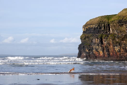 blur motion of dog running by cliffs of Ballybunion on the wild atlantic way in county Kerry Ireland